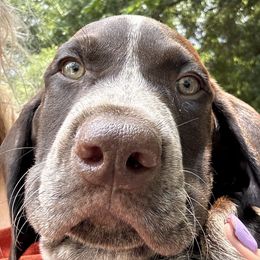 German Shorthaired Pointer Puppies from Edelmarke GSPs Reg’d