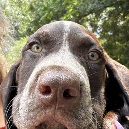 German Shorthaired Pointer Puppies from Edelmarke GSPs Reg’d