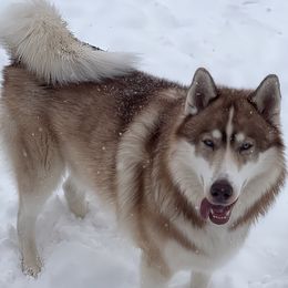 Chenoa - Native American Indian Dog