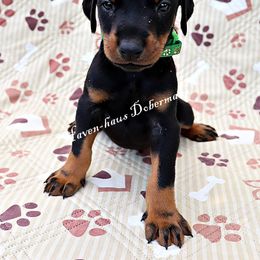 Green print collar 412 - Black and rust male Doberman Pinscher puppy in Harmony, North Carolina from Havenhaus Dobermans
