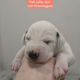 Pink Collar Girl - White and black female Dalmatian puppy in Centereach, New York from LINY Dalmatians