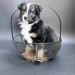 Motown - Black tri male Miniature Australian Shepherd puppy in Covington, Pennsylvania from Rigas Mini Aussies LLC