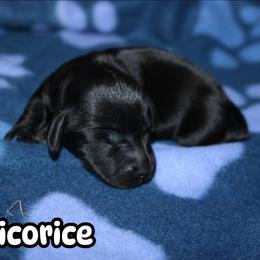Licorice - Black male Dachshund puppy in Ridgeville, Indiana from Rafter D4 Ranch - Mini Dachshunds