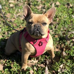 Polly - French Bulldog