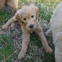 Polly - Apricot female Goldendoodle puppy in Georgetown, Tennessee from Georgetown Designer & Purebred Puppies