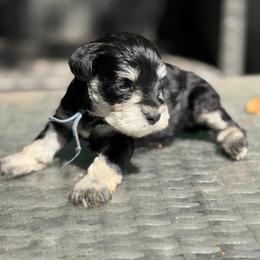Blue collar - Black and silver female Miniature Schnauzer puppy in Brownwood, Texas from Texas Dreams Mini Schnauzers