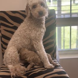 Maggie - Goldendoodle