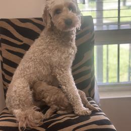 Maggie - Goldendoodle