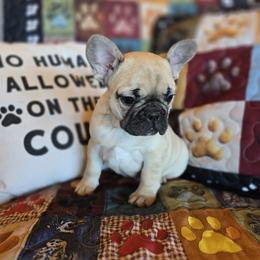 Girl 1 - Fawn female French Bulldog puppy in Crane, Missouri from James River French Bulldogs