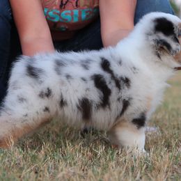 Australian Shepherds, Miniature Australian Shepherds, and Poodles from Sassy Lil Aussies and Diamond W Poodles