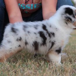 Australian Shepherds, Miniature Australian Shepherds, and Poodles from Sassy Lil Aussies and Diamond W Poodles