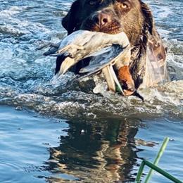 Labrador Retrievers from Gunpowder & Lead Labradors