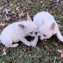 French Bulldog Puppies from Route 66 French Bulldogs