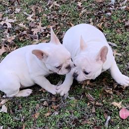 French Bulldog Puppies from Route 66 French Bulldogs