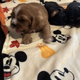 Cavalier King Charles Spaniel Puppies from Family first cavaliers