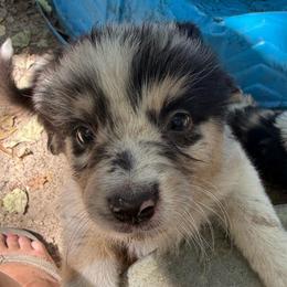 Skye - Blue merle female Australian Shepherd puppy in Four Oaks, North Carolina from RoseWest Farms