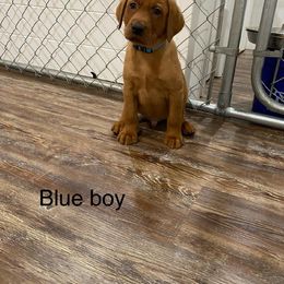 Boy 1 - Yellow Labrador Retriever puppy in North Carolina from Luvalab Kennels