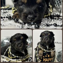 (1) Coal, BTM - Black tri male Miniature American Shepherd puppy in Huntington, Texas from JKKJ Farms