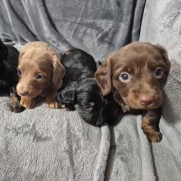 Dachshund puppies from Paragon Puppies
