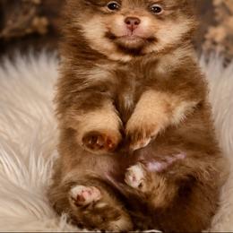 Chocolate and tan boy - Chocolate and tan male Pomeranian puppy in Eagle Pass, Texas from Texas Tumbleweed Poms