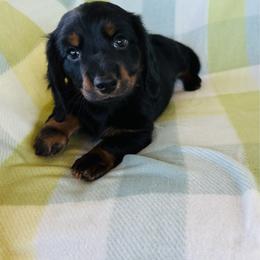 Boy 2 - Black and tan male Dachshund puppy in Oklahoma from DRB Dachshunds
