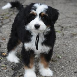 Black girl - Tri-color female Bernedoodle puppy in Waukesha, Wisconsin from Bernedoodle Boutique (and Cavapoos)
