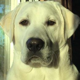Labrador Retrievers from Four Corners Family Labs