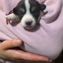Pink collar - Black and tan female Pembroke Welsh Corgi puppy in Poulsbo, Washington from Central Valley kennel