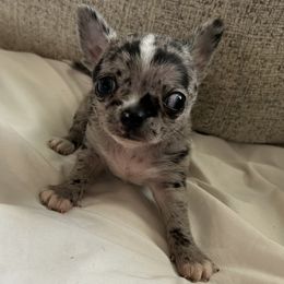Chihuahua puppies from Chilove Chihuahuas
