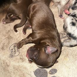 Pope - Red tri male Miniature Australian Shepherd puppy in Asheboro, North Carolina from Stellar Aussies