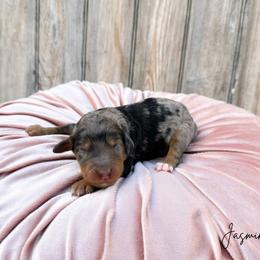 Jasmine - Blue merle female Bernedoodle puppy in Wamego, Kansas from Doodles of Oz