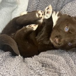 Australian Shepherd Puppies from Tails of an Ausshole
