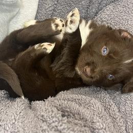 Australian Shepherd Puppies from Tails of an Ausshole