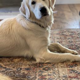 Fern - Golden Retriever