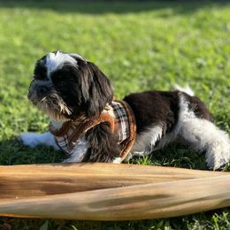 Mal-Shis, Maltese, and Shih Tzus from Big Island Shih Tzu Maltese