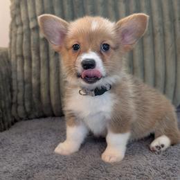 Girl 2 Miss Silver - White and red female Pembroke Welsh Corgi puppy in Milton, Florida from Milton Corgis ~ Azealia Acres