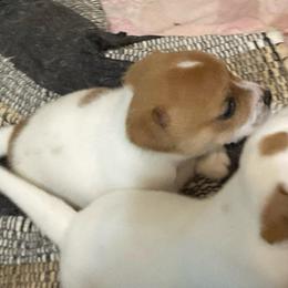 Lord Dell - White and tan male Russell Terrier puppy in Missouri from Royal Russells Ranch