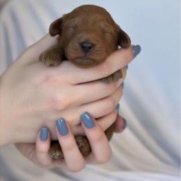 Sebastian - Red male Cavapoo puppy in Fairmont, West Virginia from Ruby Heirloom Companions