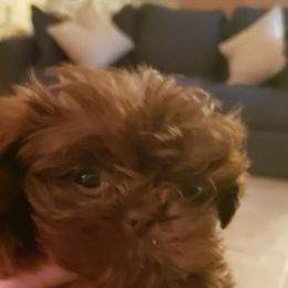 Goldendoodle and Shih Tzu Puppies from Angel Companions Farm