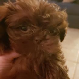 Goldendoodle and Shih Tzu Puppies from Angel Companions Farm