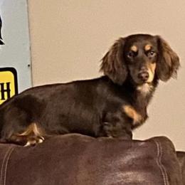 Piper - Dachshund
