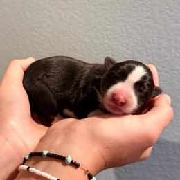 Badger - Black and white male Border Collie puppy in North Lakeport, California from Wild Rose Ranch