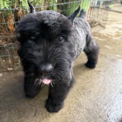 Bouvier des Flandres Puppies from Ambassador BOUVIER