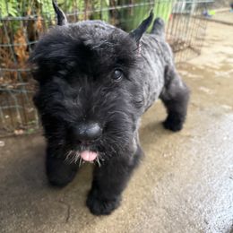Bouvier des Flandres Puppies from Ambassador BOUVIER