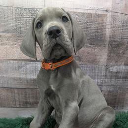 Little Foot - Blue male Great Dane puppy in Bay City, Michigan from Monarch Danes