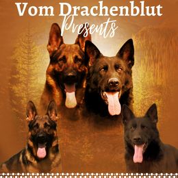 German Shepherds from Zwinger vom Drachenblut