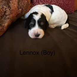 Boy 1 - Black white and tan Springerdoodle puppy in Tempe, Arizona from Springerdoodles Plus AZ