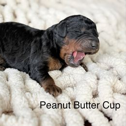 Boy 3 - male Goldendoodle puppy in Washington, Illinois from Lola Bear Goldendoodles