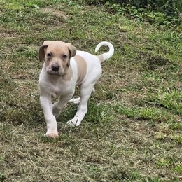 Pinto bean - Silver female Great Dane puppy in Monroe County, Pennsylvania from Poke-A-Nose Danes