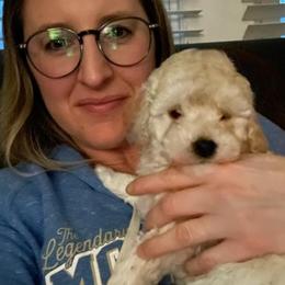 Poodle and Shihpoo Puppies from Peace, Love, and Puppies at the Creek